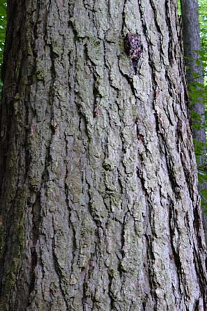 Larix kaempferi \ Japanische Lrche, D Weinheim an der Bergstraße 19.8.2014