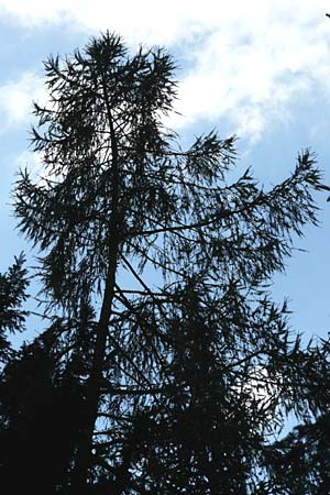 Larix kaempferi \ Japanische Lrche / Japanese Larch, D Weinheim an der Bergstraße 19.8.2014