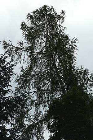 Larix kaempferi \ Japanische Lrche / Japanese Larch, D Weinheim an der Bergstraße 19.8.2014