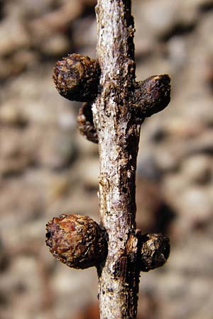 Larix kaempferi \ Japanische Lrche, D Weinheim an der Bergstraße 19.8.2014