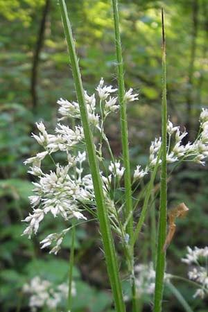 Luzula luzuloides \ Weiliche Hainsimse / White Wood-Rush, D Bruchsal 13.5.2011