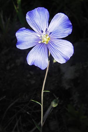 Linum leonii \ Lothringer Lein / French Flax, D Zierenberg 7.6.2013
