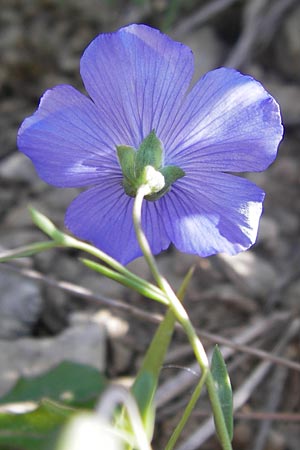 Linum leonii \ Lothringer Lein / French Flax, D Zierenberg 7.6.2013