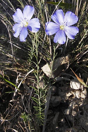 Linum leonii \ Lothringer Lein / French Flax, D Zierenberg 7.6.2013