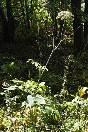 Laserpitium latifolium / Broad-Leaved Sermountain, D Wanfried 3.8.2013