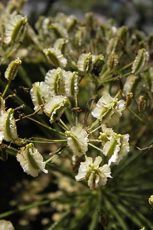 Laserpitium latifolium \ Breitblttriges Laserkraut, D Wanfried 3.8.2013