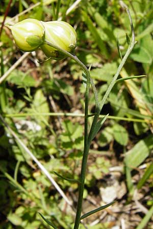 Linum leonii / French Flax, D Friedewald 31.5.2014