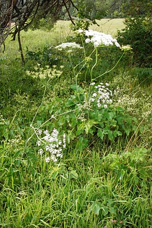 Laserpitium latifolium \ Breitblttriges Laserkraut / Broad-Leaved Sermountain, D Irndorfer Hardt 8.7.2014