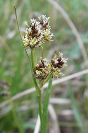 Luzula multiflora \ Vielbltige Hainsimse, D Dieburg 13.5.2010