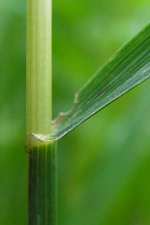 Lolium multiflorum \ Italienisches Weidelgras / Italian Rye-Grass, D Frankfurt-Schwanheim 14.7.2012