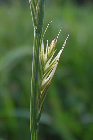 Lolium multiflorum \ Italienisches Weidelgras / Italian Rye-Grass, D Frankfurt-Schwanheim 14.7.2012