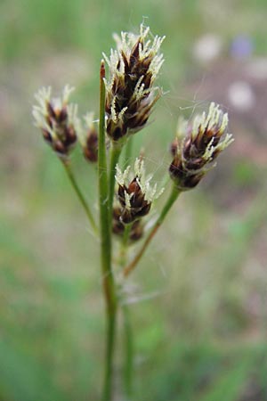 Luzula multiflora \ Vielbltige Hainsimse, D Pfalz, Speyer 3.5.2013