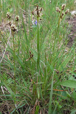 Luzula multiflora \ Vielbltige Hainsimse / Heath Wood-Rush, D Pfalz, Speyer 3.5.2013