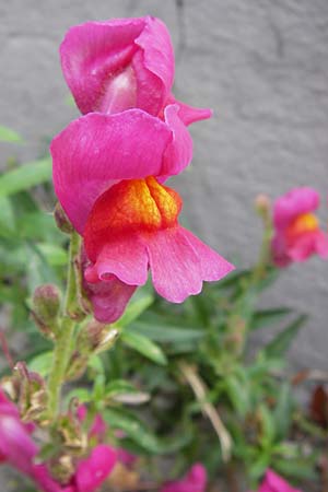 Antirrhinum majus \ Groes Lwenmaul / Snapdragon, D Mannheim 28.9.2013