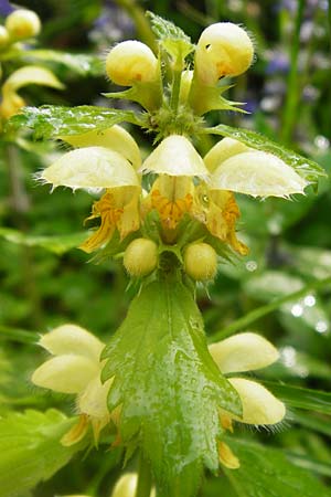 Lamium montanum \ Berg-Goldnessel, D Odenwald, Waldbrunn 9.5.2014