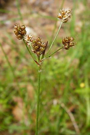 Luzula multiflora \ Vielbltige Hainsimse, D Odenwald, Erbach 30.5.2014