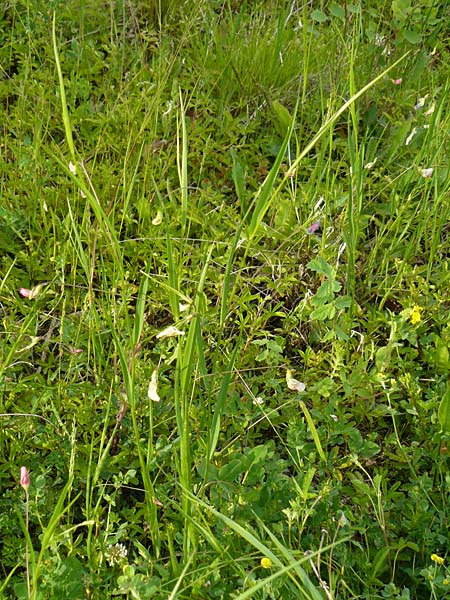 Lathyrus nissolia \ Gras-Platterbse / Grass Vetchling, D Pforzheim 28.5.2014