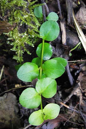 Lysimachia nummularia \ Pfennigkraut / Creeping-Jenny, D Mainz 30.6.2012