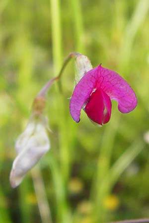 Lathyrus nissolia \ Gras-Platterbse / Grass Vetchling, D Pforzheim 28.5.2014