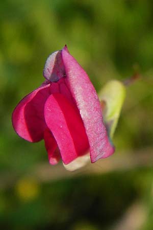 Lathyrus nissolia \ Gras-Platterbse / Grass Vetchling, D Pforzheim 28.5.2014