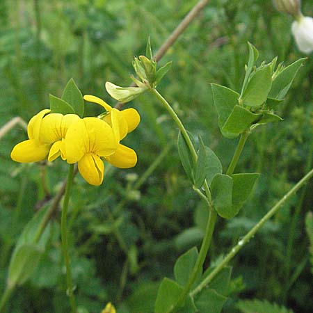 Lotus corniculatus \ Gewhnlicher Hornklee / Bird's-Foot Deervetch, D Kehl 13.5.2006