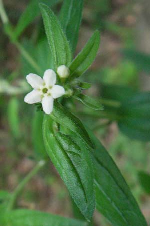 Lithospermum officinale \ Echter Steinsame / Common Gromwell, D Ketsch 6.6.2006