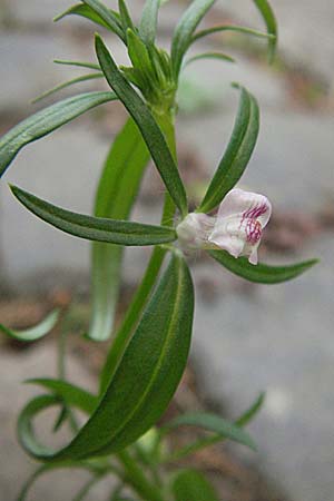 Misopates orontium \ Acker-Lwenmaul, Groer Orant / Weasel's-Snout, Lesser Snapdragon, D Botan. Gar.  Universit.  Heidelberg 4.10.2006