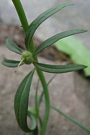 Misopates orontium \ Acker-Lwenmaul, Groer Orant / Weasel's-Snout, Lesser Snapdragon, D Botan. Gar.  Universit.  Heidelberg 4.10.2006