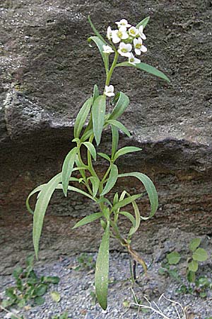 Lobularia maritima \ Strandkresse, Weies Steinkraut / Sweet Alison, D Quedlinburg 3.11.2006