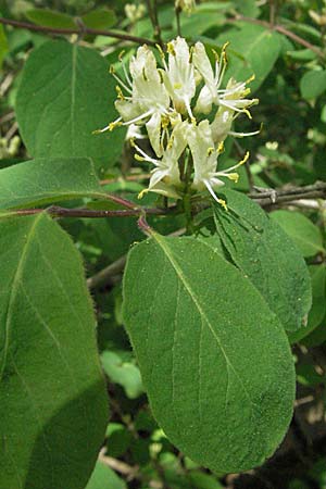 Lonicera xylosteum \ Rote Heckenkirsche / Fly Honeysuckle, D Sigmaringen 21.4.2007