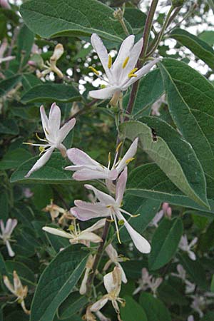 Lonicera tatarica \ Tataren-Heckenkirsche / Tatarian Honeysuckle, D Hurlach 5.5.2007