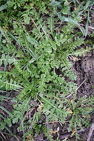 Capsella bursa-pastoris / Shepherd's Purse, D Rheinhessen, Gau-Odernheim 5.4.2008