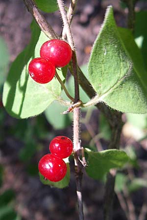 Lonicera xylosteum \ Rote Heckenkirsche / Fly Honeysuckle, D Schwetzingen 24.7.2008