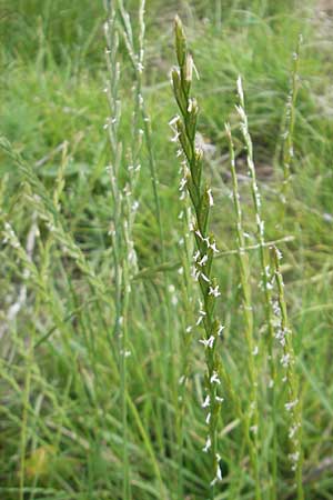 Lolium perenne \ Deutsches Weidelgras, Englisches Ray-Gras / Perennial Rye-Grass, D Mannheim 18.6.2009