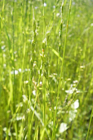 Lolium remotum \ Lein-Lolch, D Botan. Gar.  Universit.  Mainz 11.7.2009