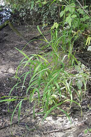 Leersia oryzoides \ Wild-Reis, D Karlsruhe 23.7.2011