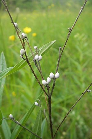 Lithospermum officinale \ Echter Steinsame, D Neuburg an der Donau 7.6.2012