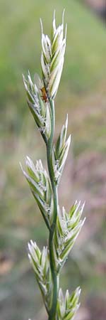 Lolium multiflorum \ Italienisches Weidelgras / Italian Rye-Grass, D Wiesloch 11.9.2012