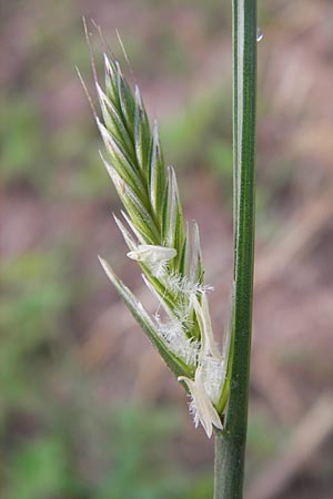 Lolium multiflorum \ Italienisches Weidelgras / Italian Rye-Grass, D Wiesloch 11.9.2012