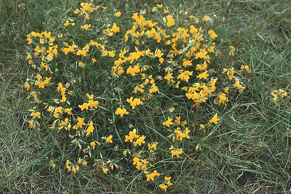 Lotus corniculatus \ Gewhnlicher Hornklee, D Insel Spiekeroog 10.6.1984