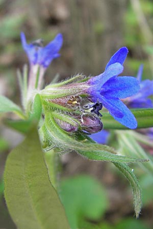 Lithospermum purpurocaeruleum \ Blauroter Steinsame / Purple Gromwell, D Werbach 2.5.2010
