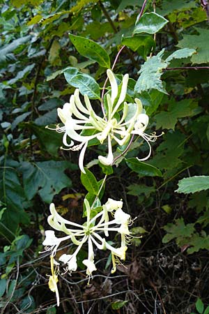 Lonicera periclymenum \ Wald-Geiblatt / Honeysuckle, D Eberbach 24.9.2014