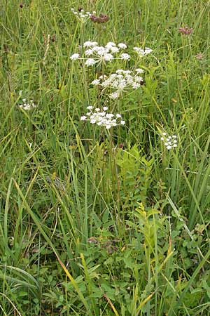 Laserpitium prutenicum \ Preuisches Laserkraut / Prussian Sermountain, D Gessertshausen 30.7.2011