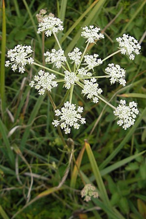 Laserpitium prutenicum \ Preuisches Laserkraut / Prussian Sermountain, D Gessertshausen 30.7.2011