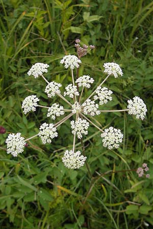 Laserpitium prutenicum \ Preuisches Laserkraut / Prussian Sermountain, D Gessertshausen 30.7.2011