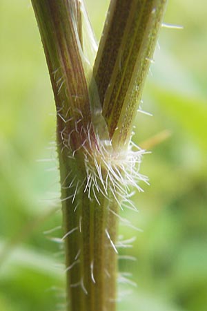 Laserpitium prutenicum \ Preuisches Laserkraut, D Gessertshausen 30.7.2011