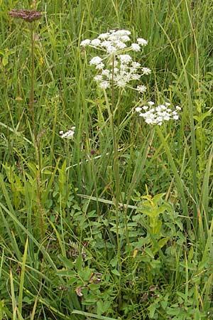 Laserpitium prutenicum \ Preuisches Laserkraut / Prussian Sermountain, D Gessertshausen 30.7.2011