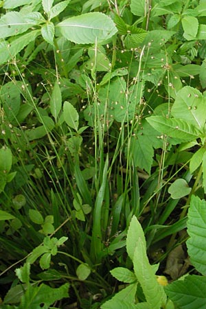 Luzula pilosa \ Behaarte Hainsimse / Hairy Wood-Rush, D Bammental 8.5.2012