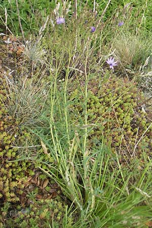 Lactuca perennis / Blue Lettuce, D Wellheim im Urdonautal 6.6.2012