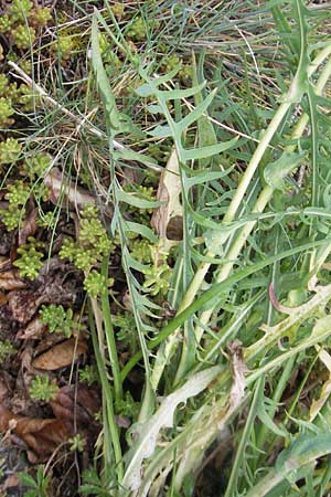 Lactuca perennis / Blue Lettuce, D Wellheim im Urdonautal 6.6.2012